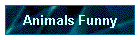 Animals Funny
