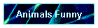 Animals Funny